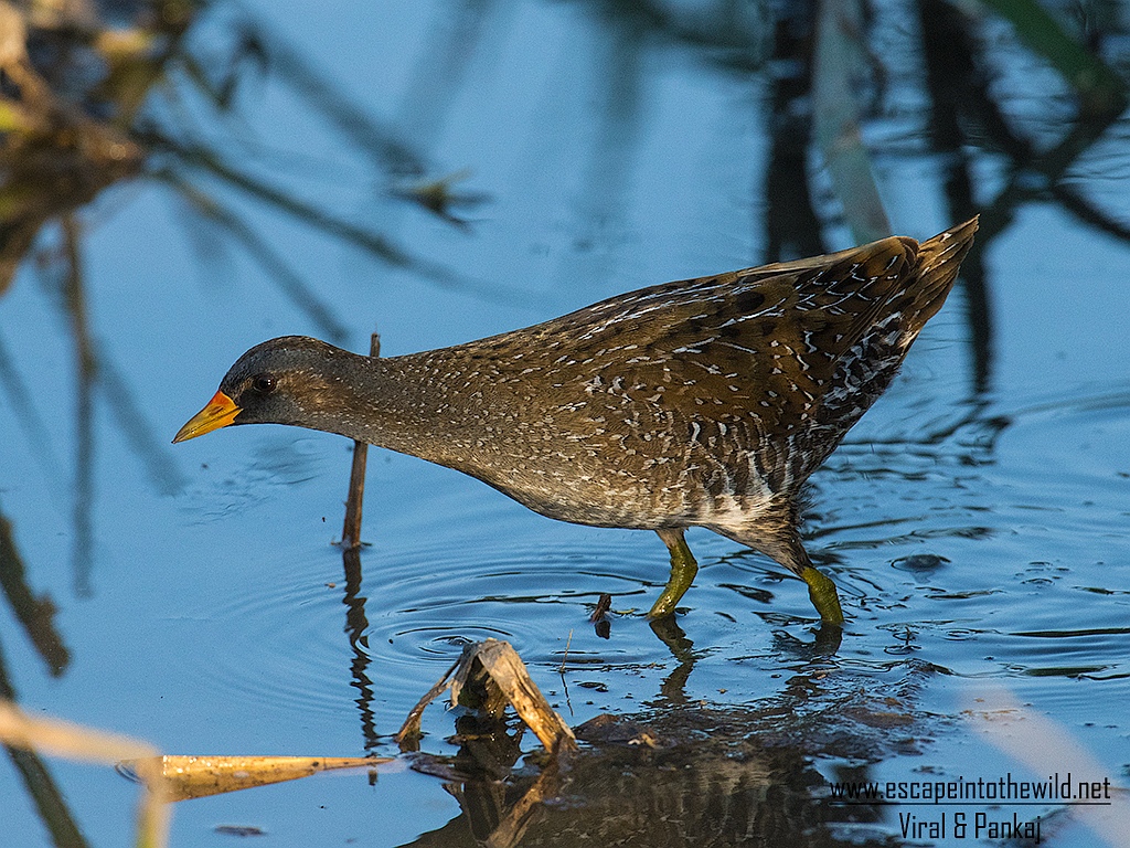 Spotted Crake